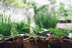 markus-spiske-Cl-r89XfJGE-unsplash plants growing