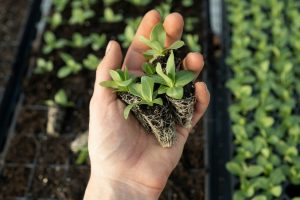 zoe-richardson-tbiV-yc903g-unsplash plant in hand